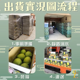 【杰哥柚園】特級老欉文旦 | 中秋獻禮 ｜台灣收件限定（各限量30箱）