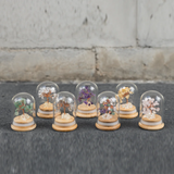 Preserved｜全套水晶樹｜7款全包