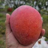 【枋寮愛文芒果】限量預購｜台灣收件限定