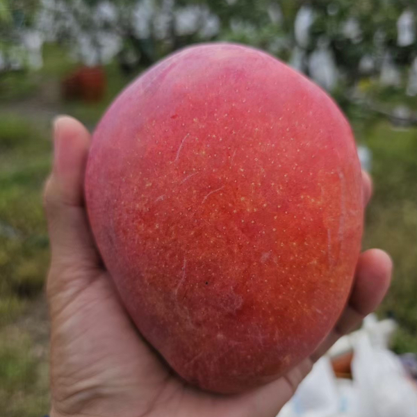 【枋寮愛文芒果】限量預購｜台灣收件限定