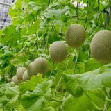 【順心洋香瓜】極度稀有 限量預購｜台灣收件限定