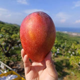 【枋寮愛文芒果】限量預購｜台灣收件限定