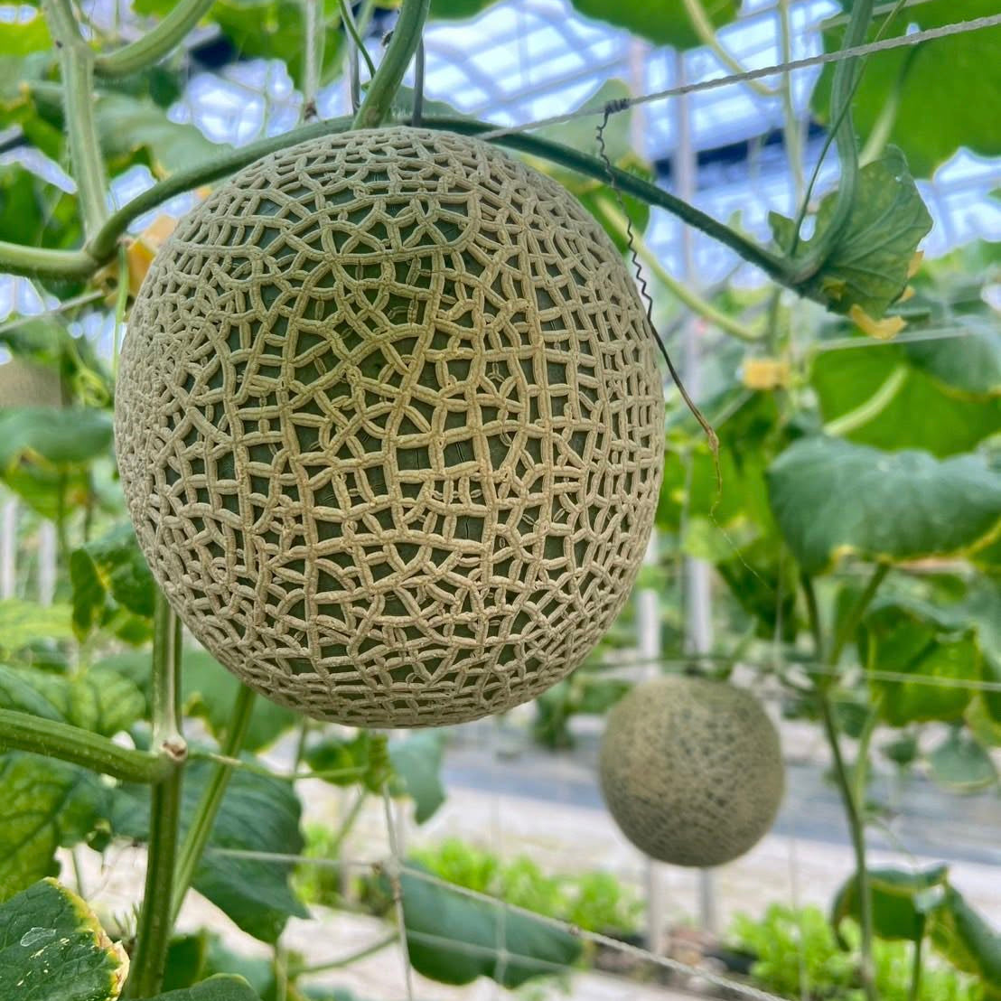 【順心洋香瓜】極度稀有 限量預購｜台灣收件限定