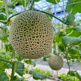 【順心洋香瓜】極度稀有 限量預購｜台灣收件限定