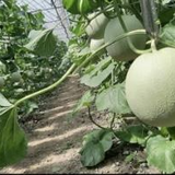 【順心洋香瓜】極度稀有 限量預購｜台灣收件限定