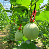【順心洋香瓜】極度稀有 限量預購｜台灣收件限定