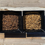【井指製茶】日本製 自家焙煎丸粒麥茶