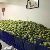 【杰哥柚園】特級老欉文旦 | 中秋獻禮 ｜台灣收件限定（各限量30箱）