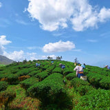【伊禾茶】赤柯山金牌茶園