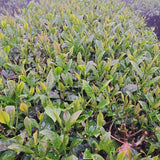 【伊禾茶】赤柯山金牌茶園