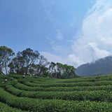 【伊禾茶】赤柯山金牌茶園