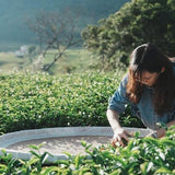 【伊禾茶】赤柯山金牌茶園